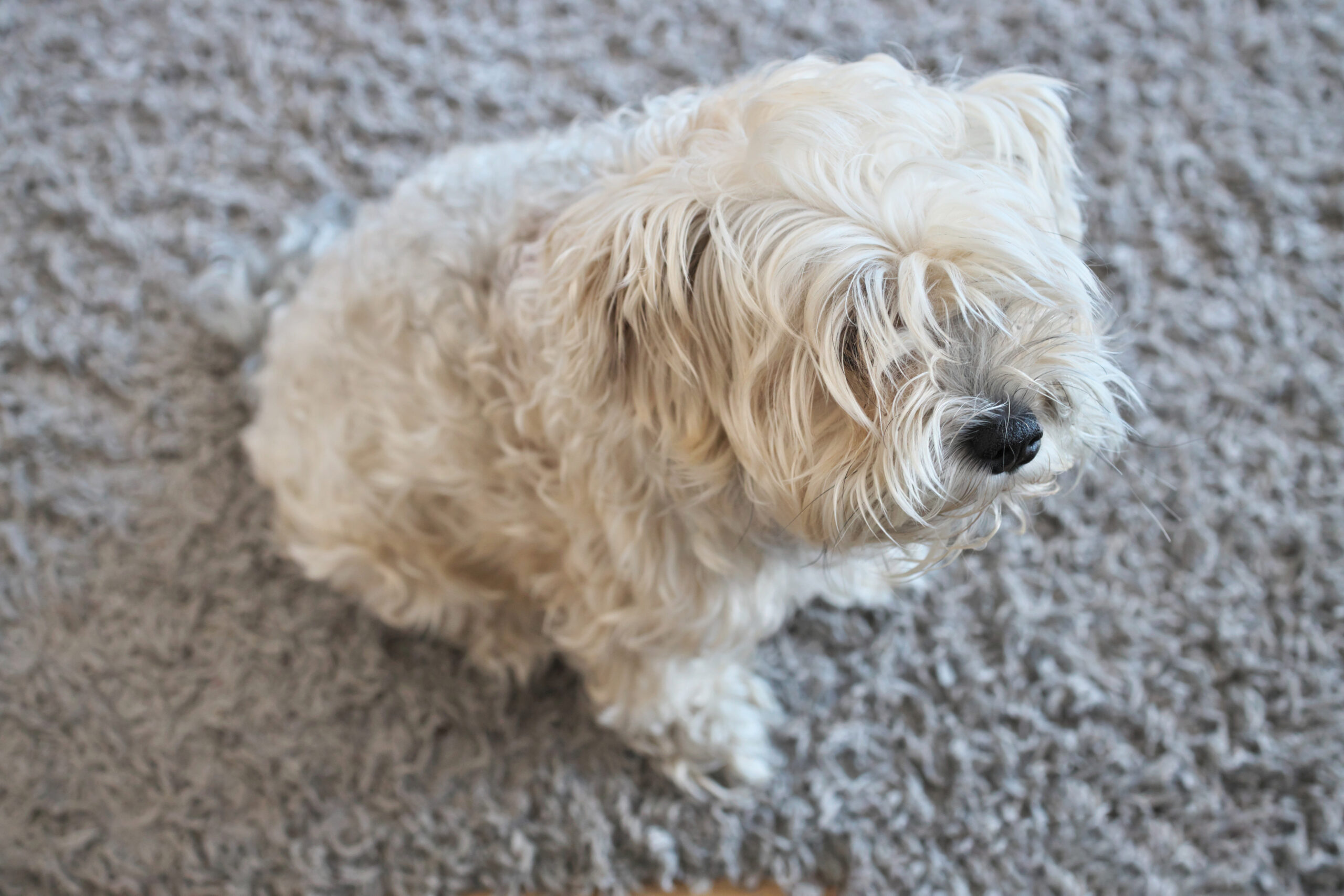 Rug Pet Stain Removal